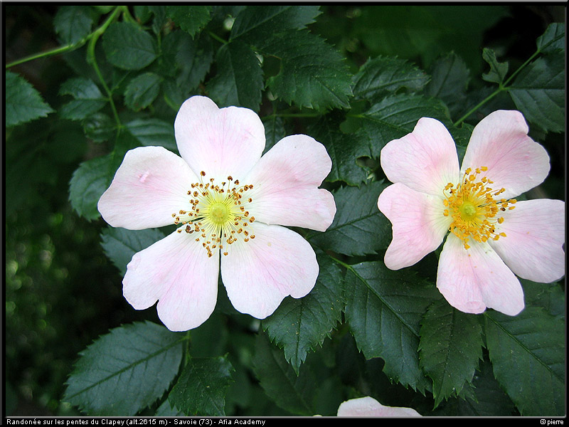 20040613b_fleurs_01