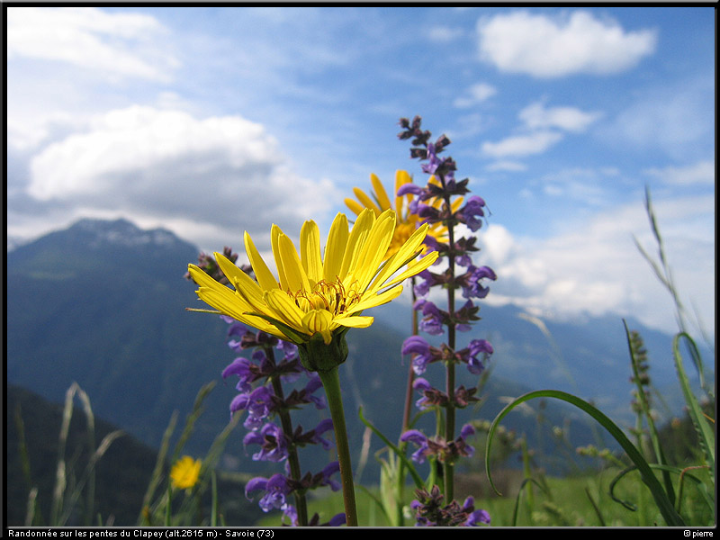 20040613b_fleurs_04