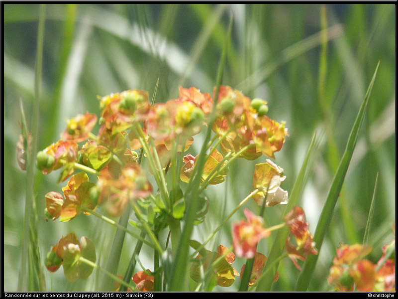 20040613b_fleurs_05
