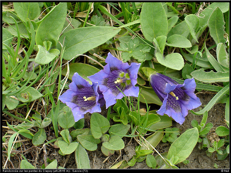 20040613b_fleurs_08