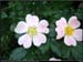 20040613b_fleurs_01