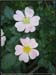 20040613b_fleurs_02
