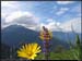 20040613b_fleurs_03