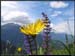20040613b_fleurs_04