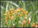 20040613b_fleurs_05