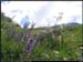 20040613b_fleurs_06