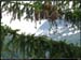 20040613b_fleurs_07