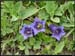 20040613b_fleurs_08