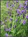 20040613b_fleurs_09